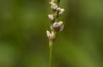 Swamp smartweed